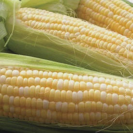 Sweet Corn, Bi-Color, ea