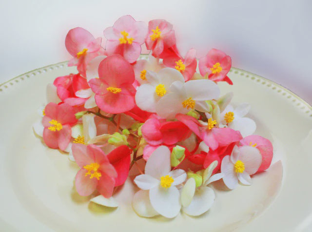 Begonia Flower Mix, 50 ct