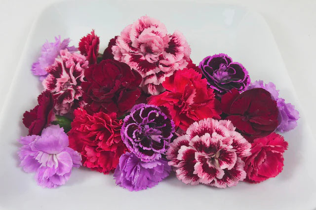 Carnations,50 ct