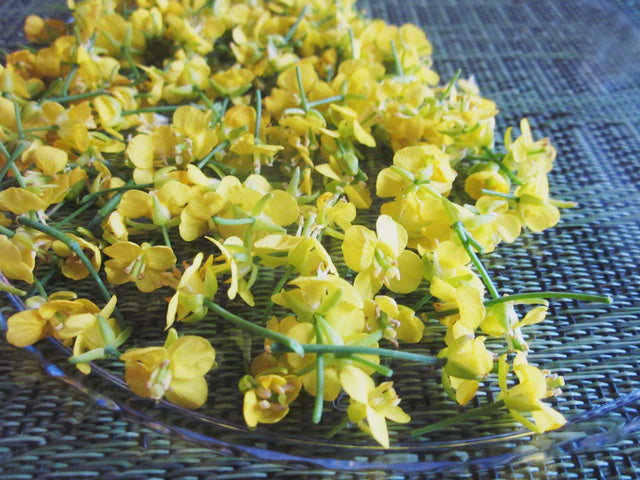 Mustard Flower, 100 ct