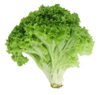 Green Leaf Lettuce